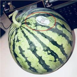 美国网红吃瓜,揭秘幕后真相！