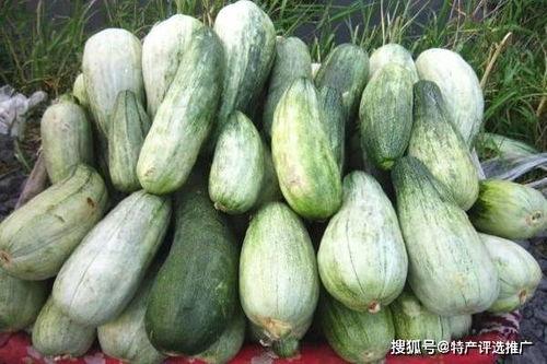 古早网红吃瓜